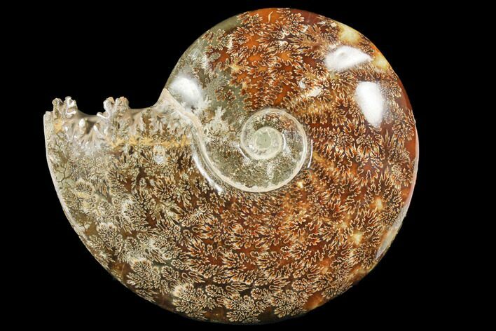 Polished, Agatized Ammonite (Cleoniceras) - Madagascar #133266